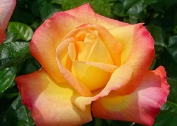 Teahibrid rózsa / Béke